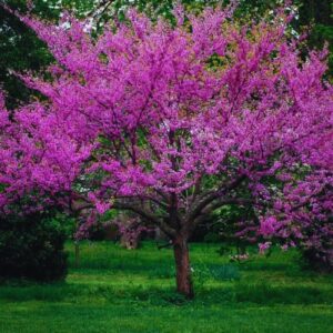 Alternative view of Redbud Tree