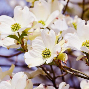 Alternative view of Dogwood Tree