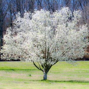 Dogwood Tree