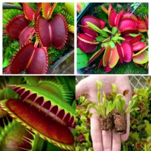Alternative view of Carnivorous Plants Collections: Fly Trap, Sundew, Nepenthes