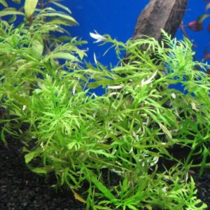 Alternative view of 7 Stems Aquarium, Aquarium Collection for Planting