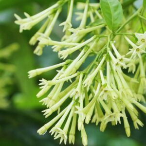 Alternative view of Night Blooming Jasmine Plant, Cestrum Nocturnum Plant