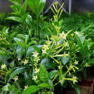 Night Blooming Jasmine Plant 10 Inches, Jasmine Live Plant, Jasmine Vine Plant