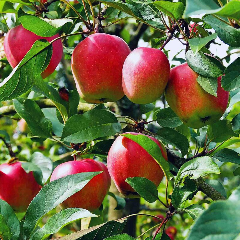 Anna Apple Tree, 4-5 Feet Tall - Image 4