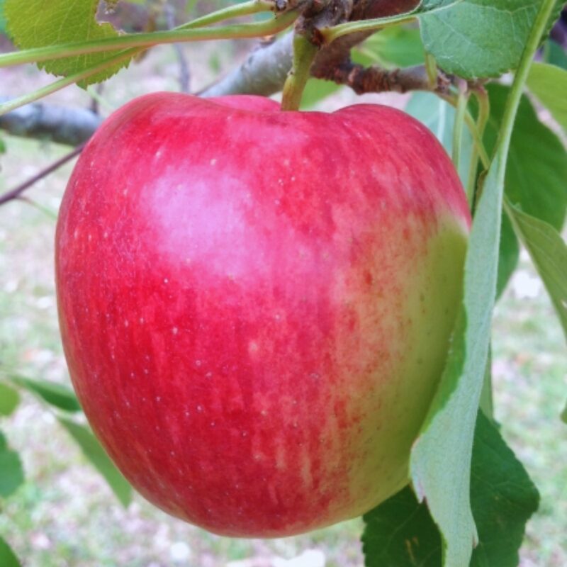 Anna Apple Tree, 4-5 Feet Tall - Image 3