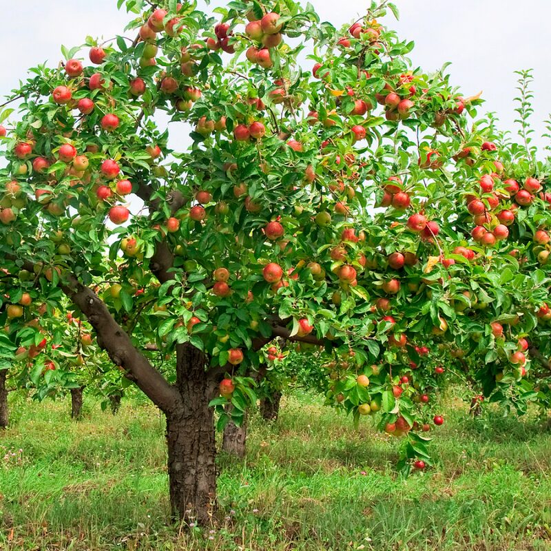 Anna Apple Tree, 4-5 Feet Tall