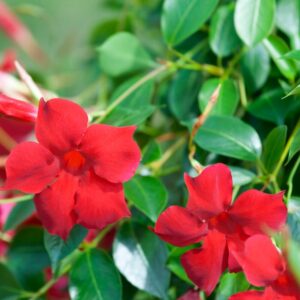 Alternative view of Red Mandevilla Plant Live