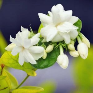 Alternative view of Jasmine Maid of Orleans Plant Live