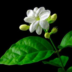 Jasmine Maid of Orleans Plant