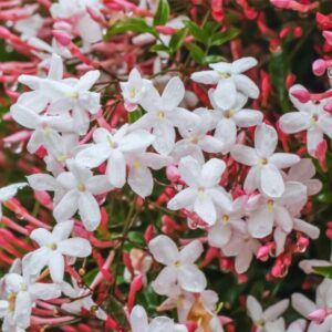 Jasminum Polyanthum Pink Jasmine Plant in 4 Inches Pot, Jasmine Flower Plant Live