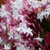 Jasminum Polyanthum Pink Jasmine Plant Live, 4 Inches Pot, Pink Jasmine Flower Live Plant