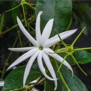 Alternative view of 02 Angel Wing Jasmine Plants Live - 5 to 7 Inc Tall