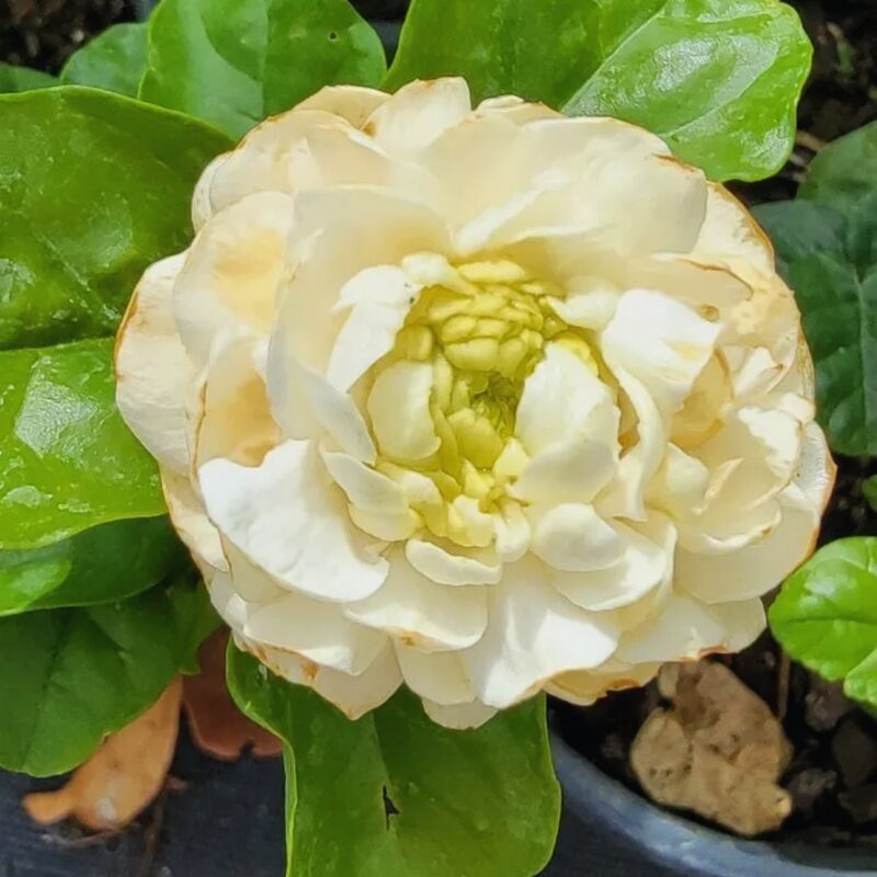 Grand Duke of Tuscany Jasmine Plant Live - 4 to 6 Inches Tall - Image 3