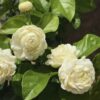 Grand Duke of Tuscany Jasmine Plant Live - 4 to 6 Inches Tall