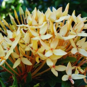 Maui Sunset Yellow Peach Ixora Live Tropical Plant Well Rooted