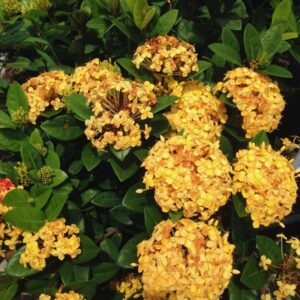 Alternative view of Maui Sunset Yellow Peach Ixora Live Tropical Plant Well Rooted