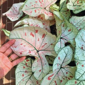 Alternative view of Caladium Marie Moir Bulbs