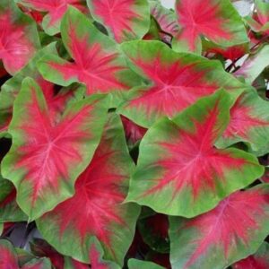 Caladium Freida Hemple Bulbs