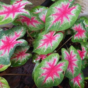 Alternative view of Caladium Rosebud Bulbs