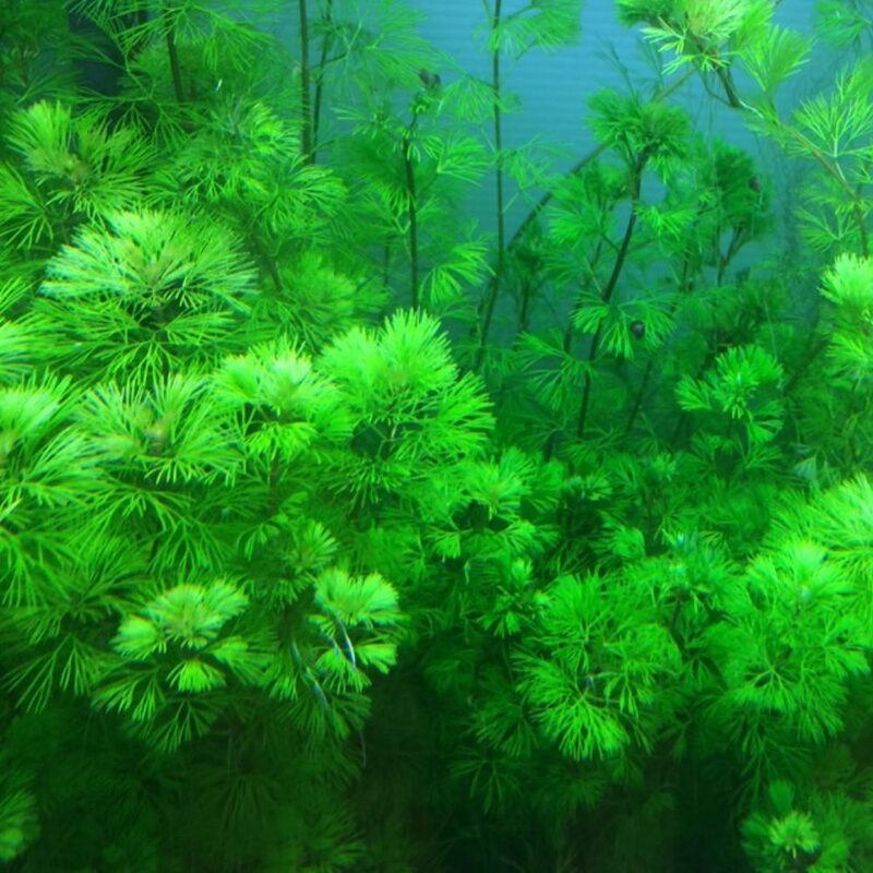 Green Cabomba Aquarium Plant - Image 4