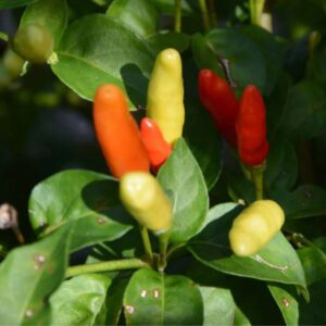 Tabasco Pepper