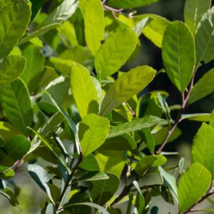 Alternative view of Yerba mate