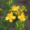 St. John's Wort