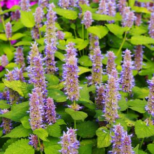 Alternative view of Agastache Hyssop
