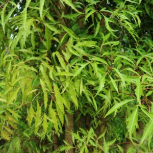 Alternative view of Ming Aralia