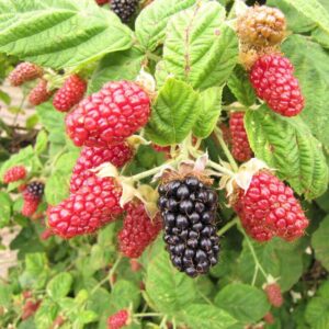 Marionberry