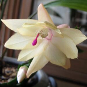 Alternative view of Thanksgiving Cactus