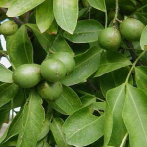 Alternative view of Spanish Lime