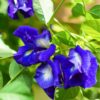 Blue Butterfly Pea