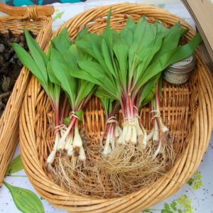 Alternative view of Ramp Wild Leeks