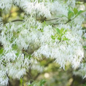 Alternative view of White Fringe Flower