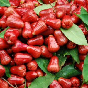 Jambu Wax, Rose Apple