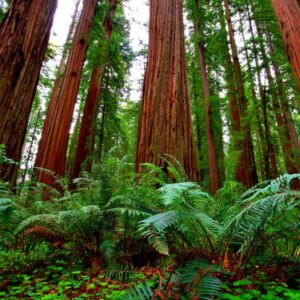 Alternative view of Dawn Redwood