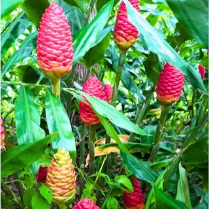 Alternative view of 8 Zingiber Zerumbet Ginger Roots, Shampoo Ginger