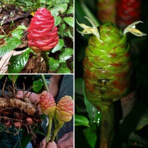 5 Zingiber Zerumbet Shampoo Ginger Roots