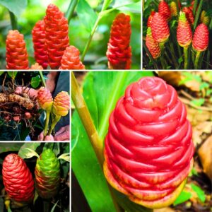 Alternative view of 10 Awapuhi Shampoo Ginger Roots