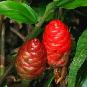 Alternative view of 6 Shampoo Ginger Rhizomes (Zingiber Zerumbet)