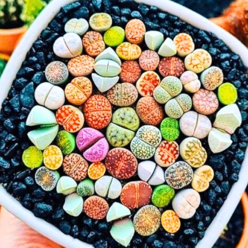 30 Mix Succulent Lithop Living Stone Plants - Image 3