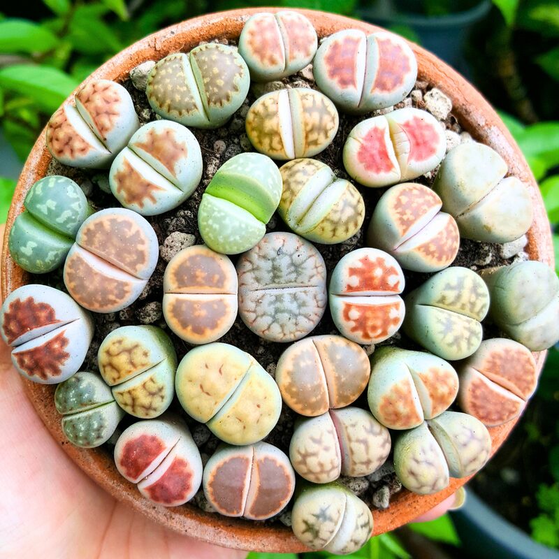 15 Mix Lithops Plant - Image 2