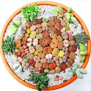 Alternative view of 20 Lithops Living Stones