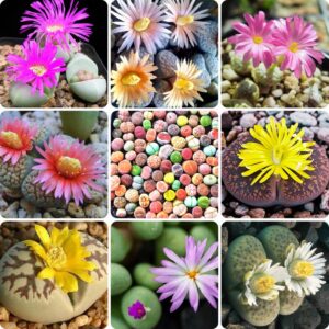 15 Living Stone Lithops Succulent Plants