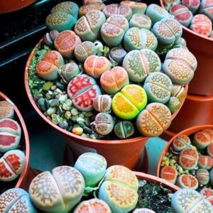 25 Mix Lithops Succulent Plants Living Stone