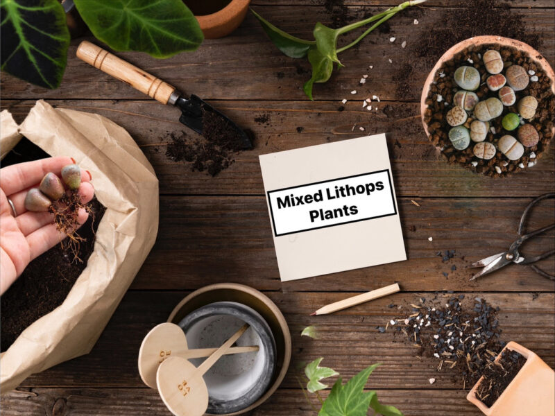 15 Lithops Succulent Plants Living Stone - Image 5