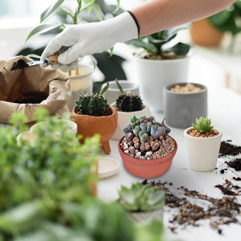 15 Lithops Succulent Plants Living Stone - Image 4