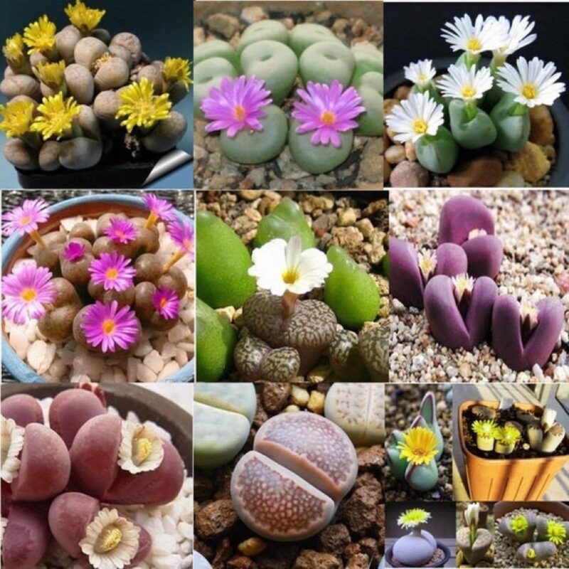 15 Lithops Succulent Plants Living Stone - Image 3