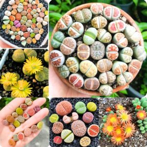 Alternative view of 15 Lithops Succulent Plants Living Stone